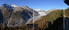 Panoramabild Aletschwald