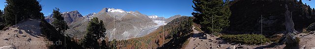 360° Panoramafoto Aletschwald und Grosser Aletschgletscher (Stand 10.2007)