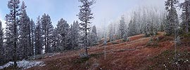 Panorama Pine forest