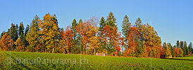 Panorama Autumn forest