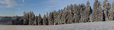 P002993: Panoramabild Waldrand