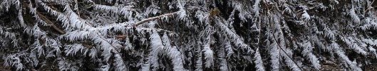 Hoarfrost panorama