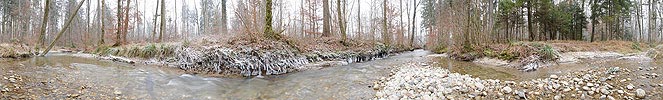 Panoramic image stream in the frosty floodplain forest