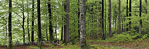 Panoramic photo Fresh green in the spring forest