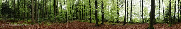 Grosses Panoramabild Laubwald während leichtem Regen