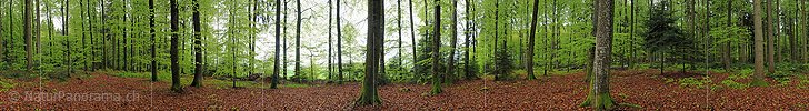 Panoramabild Laubwald während leichtem Regen