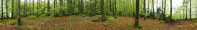 Panoramabild Laubwald im Frühling