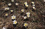 Grossbild Bergfrühling