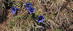 Panoramic picture mountain flowers