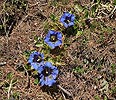 Panoramic picture gentian