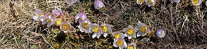 Panorama Mountain spring