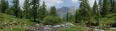 Grosspanoramabild Bergbach in lichtem Lärchenwald