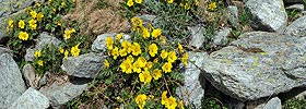 Panoramic image Mountain Flowers (Creeping mountain avens)