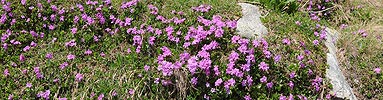 Panorama Mountain Flowers (Red Felsenprimel)