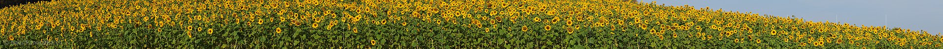 Panoramabild Sonnenblumenfeld