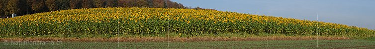 Grosspanoramabild Sonnenblumenfeld