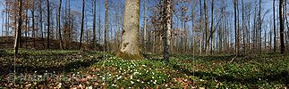 Panoramabild Frühlingswald