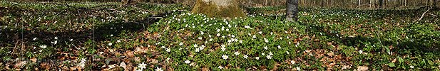 Panoramabild Buschwindröschen