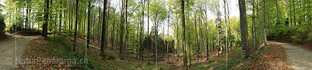 Panoramafoto Frühlingswald
