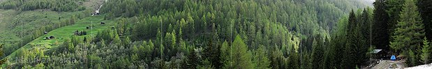 Grosspanoramabild Lärchenwald