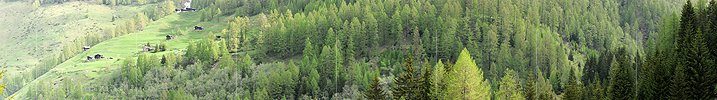 Panoramabild Lärchenwald