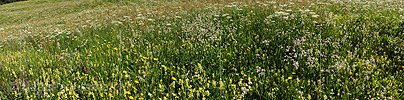 Panoramabild Heuwiese