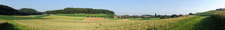 Panorama of grain field