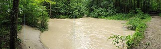 Panoramic picture of high water in the floodplain forest
