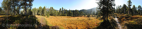 360° Panorama photo Moorlands in in light mountain forest