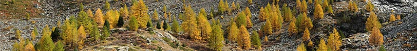 Panoramic picture with golden larches
