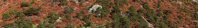 P005723: Panoramafoto Perückenstrauch und Waldföhre