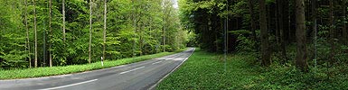 Big panorama of a street in the forest