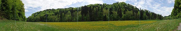 Panorama of spring scenery with wood and flower meadow