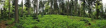 Panorama picture of mixed forest