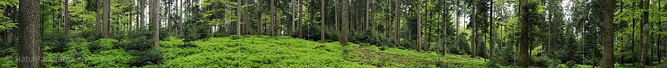 Big panorama of mixed forest