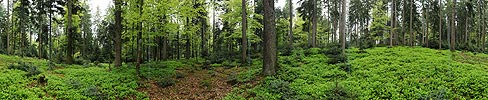 Gigapixel panorama of mixed forest