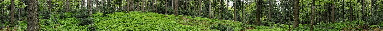 Panoramabild Waldlandschaft im Frühling
