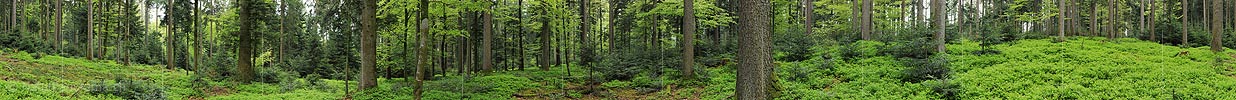 Panorama mixed forest in spring