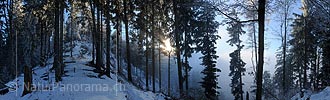 Panoramic fog atmosphere in the forest