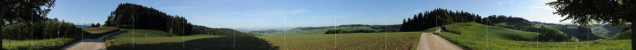 360° Panoramaic image Corn field and track in hilly landscape