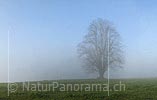 Panorama Mighty tree in morning fog