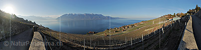 Panoramic photo Morning over the vineyards of Lavaux (Lake Geneva)