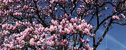 Panorama Blooming Magnolias