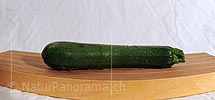 Panoramabild Zucchetti (Gemüse)