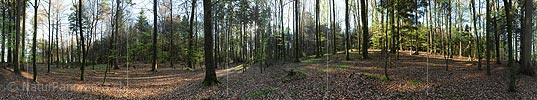 360° High-resolution panorama view morning in spring forest
