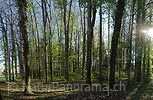 Large picture Spring Forest