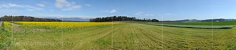 Panoramabild Blühendes Rapsfeld und Kulturland