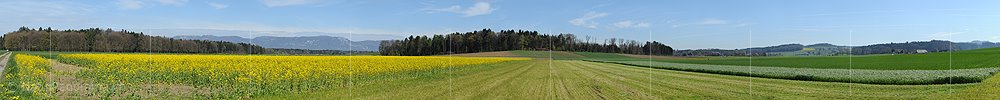 Panoramabild Blühendes Rapsfeld im Flachland