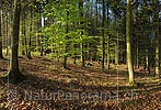 High-resolution photo fresh beech leaves