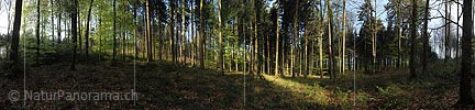 360° Gigapixel photo Streak of light in the spring forest